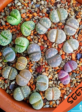 大津绘混合种子 Lithops otzeniana mixed 生石花种子 20粒