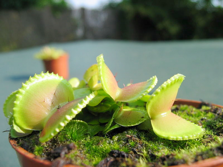 盆栽食虫植物贝壳捕蝇草
