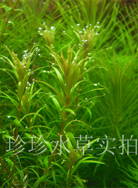 南美小百叶，水草小百叶，小百叶草(100%自家出产）（1枝）