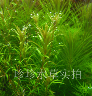 南美小百叶，水草小百叶，小百叶草(100%自家出产）（1枝）
