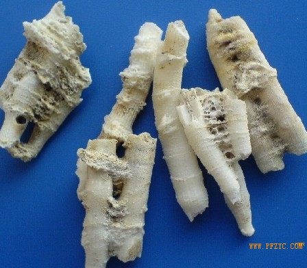 鹅管石鹅管石粉滴乳石钟乳鹅管石,传统滋补营养品,传统滋补品其他,淘宝优惠券,粉丝福利购,淘宝优惠卷