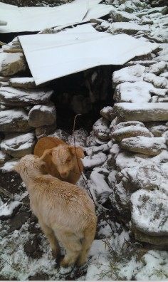 青川高山生态放养本土山羊 高品质牛羊肉 纯正品质