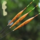 刀郎巴尔杉木浮漂E815野钓鲫鱼漂细尾高灵敏行程翘嘴鳊鱼漂