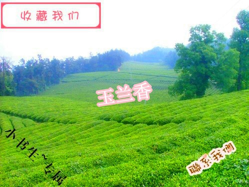 凤凰单枞茶 玉兰香 凤凰茶 单丛茶 500克 包邮