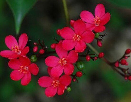 庭院阳台观花植物 花期长 琴叶珊瑚 琴叶樱 南洋樱 花成串如梅花