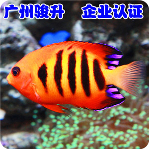 【广州骏升】活体珊瑚鱼海水鱼 神仙鱼 火焰仙 ★ ★