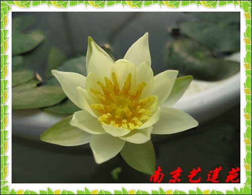 水生花卉南京艺莲苑微型耐寒睡莲【海尔芙拉】迷你【小海】丰花 鲜花速递/花卉仿真/绿植园艺 时令草本花卉 原图主图