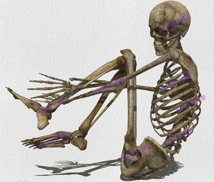 高度逼真美术医用艺用超标准 骷髅骨架标本 170cm人体大骨骼模型