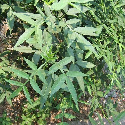 新鲜竹叶椒土花椒山花椒野花椒枝叶顺丰航空500克