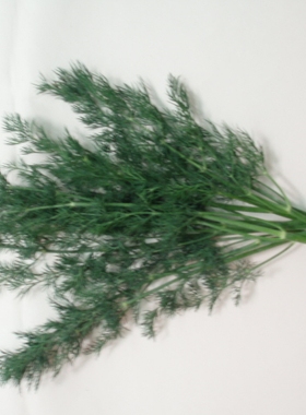 莳萝  西餐香料 摆盘 刁草 DILL 100g