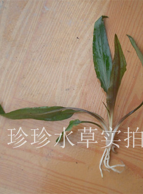 一棵珍珍100%自产椒草