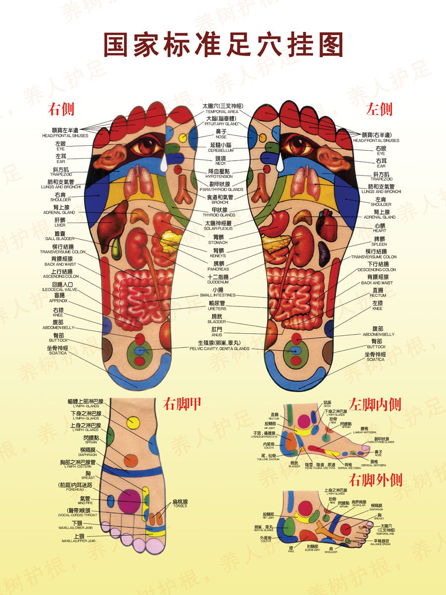 569海报印制海报展板素材552国家标准足穴挂图