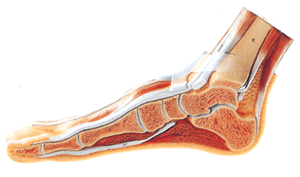 足正中矢状切面模型/解剖模型A11312