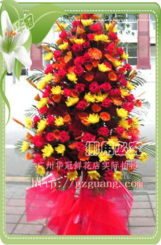 BL062红红火火/广州华冠鲜商务用花