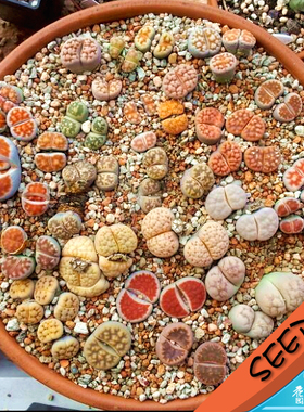 花纹玉混合种子 生石花种子 Lithops karasmontana mix 20粒
