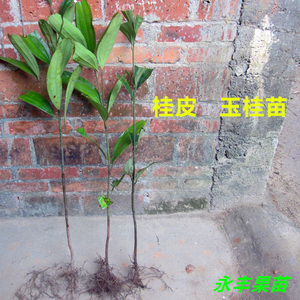 带土包邮肉桂树苗桂皮树玉桂苗食品五香粉成份盆栽庭院种植