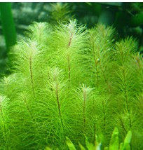 草友之家热带鱼缸造景活体疯狂真水草 绿松尾 中景后景自养水中叶