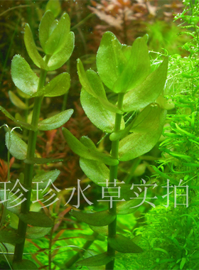 绿虎耳,水草绿虎耳(100%自家出产水中叶）珍珍水草（一枝）