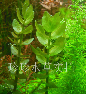 绿虎耳,水草绿虎耳(100%自家出产水中叶）珍珍水草（一枝）