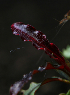 辣椒榕\Chili peper