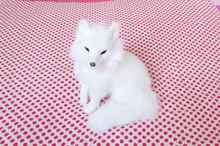 包邮仿真狐狸毛绒玩具可爱玩偶公仔野生动物白狐狸摆件