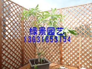 爬滕架 护栏栅栏 木篱笆围栏 七里香榭楼顶花园樟子松防腐木网格