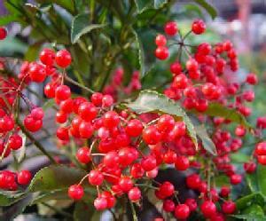 500g现采新鲜中草药材小罗伞朱砂根凤凰肠平地木盆栽花草种苗