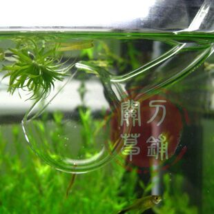 出水口 NAG-aqua music 玻璃进出水 罂粟形16/22管径 2mm超厚版