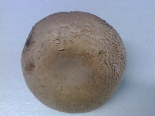 新鲜褐菇Portabella 