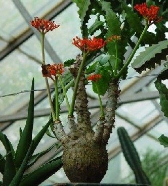 阳台庭院花卉盆栽 佛肚树 大肚海棠独株成景好看中株两指粗裸根苗