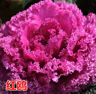 牡丹花种子价格_牡丹花种子图片- 星期三