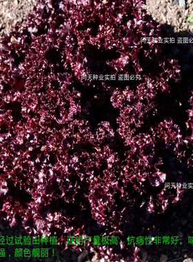 罗莎混合沙拉紫色盆栽蔬菜水果生菜种子籽四春夏季种孑生吃水培苗