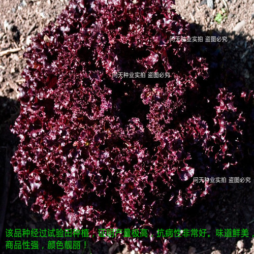 罗莎混合沙拉紫生菜种子