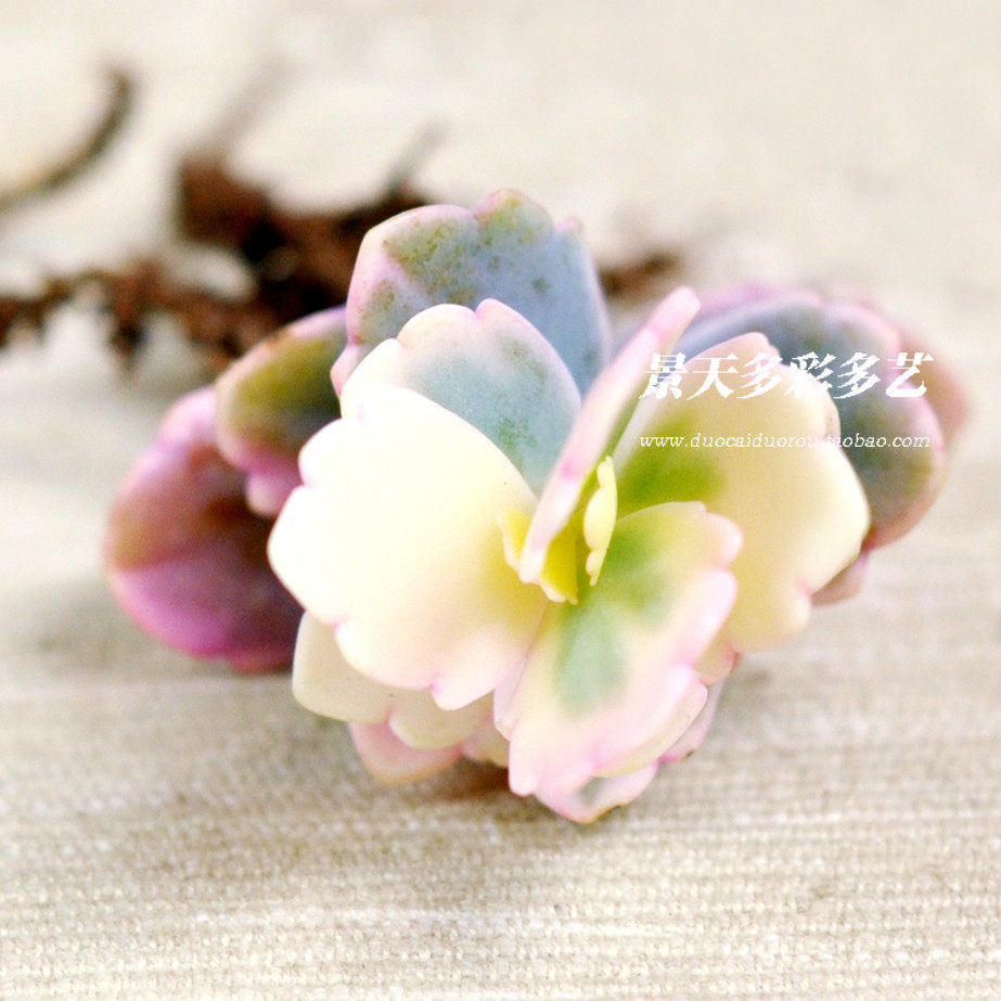 玉蝴蝶玉吊钟锦变色龙多肉植物桌面迷你花卉盆栽防辐射绿植盆栽