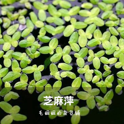 小叶浮萍芝麻水族箱鱼缸造景活体