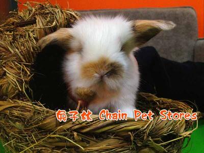 兔子宠物兔纯种荷兰垂耳兔实体店