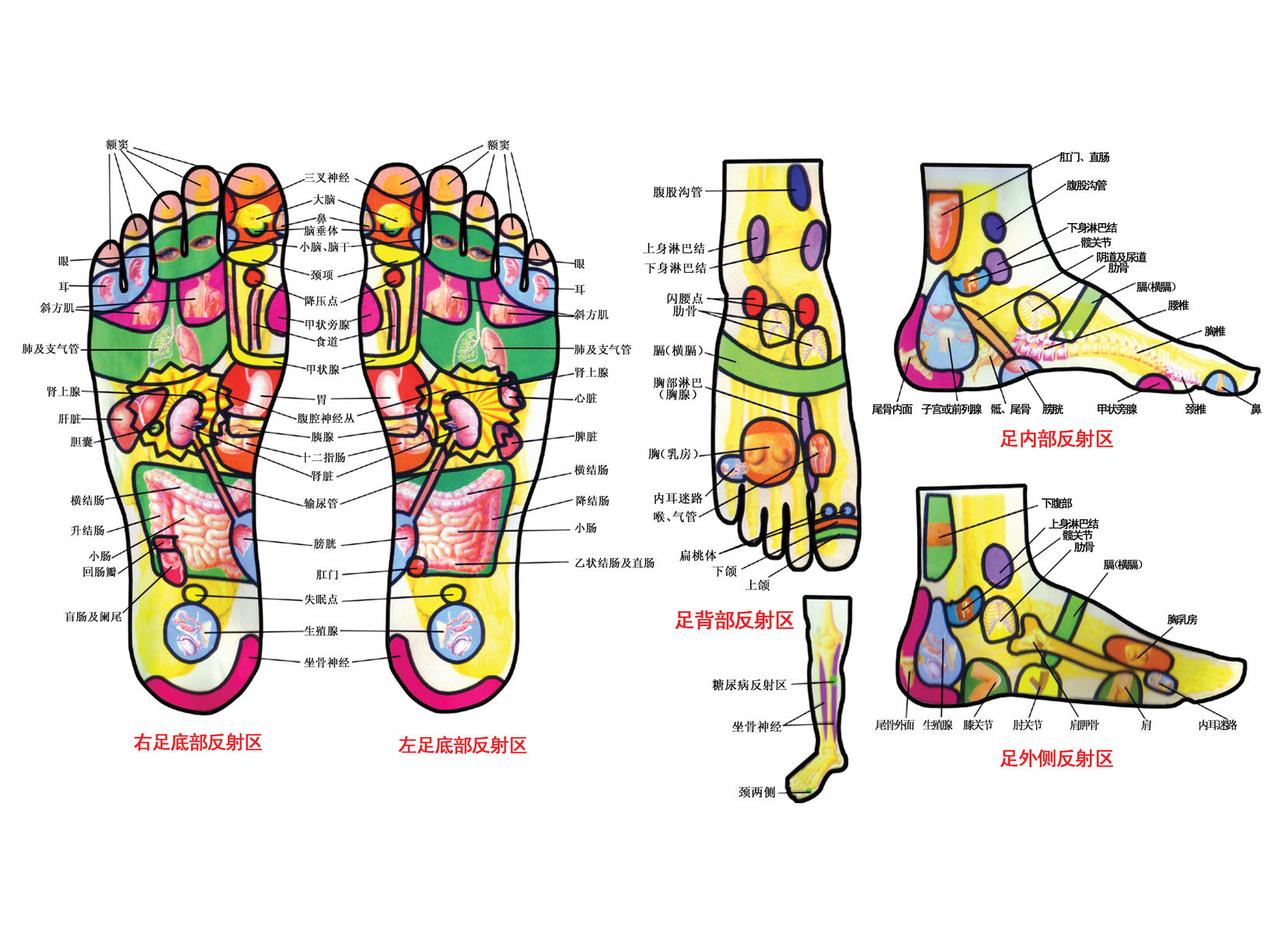 脚底对应的器官示意图图片