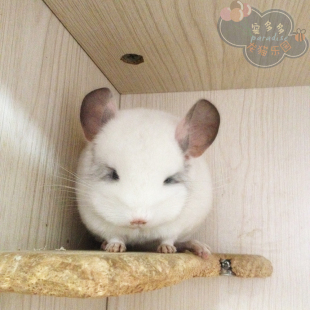 视频选猫 纯白弟弟 详情联系店主 重庆龙猫活体实体店 宠多多乐园