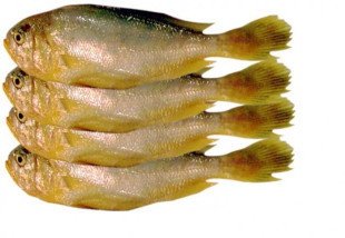 兰州老李海鲜 新鲜野生梅童鱼 圆头鱼 肉细而嫩宝宝辅食（大）