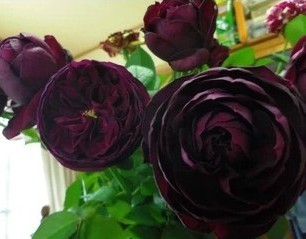 二师兄的彩花涧皇宫玫瑰月季扦插苗枝干直立多季开花浓香花色独特在类目 鲜花速递/花卉仿真/绿植园艺, 花卉/绿植盆栽（新）, 花卉中 - 来自Buy2taobao.com提供专业的淘宝代购服务