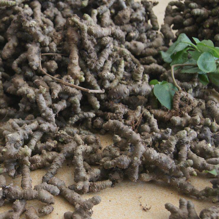 野生藤三七种子球 土田七川七云南白药珠芽野生老品种有机盆栽