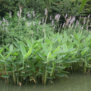改善净化水质湿地造景水池庭院地面种植 挺水绿植水生植物 再力花