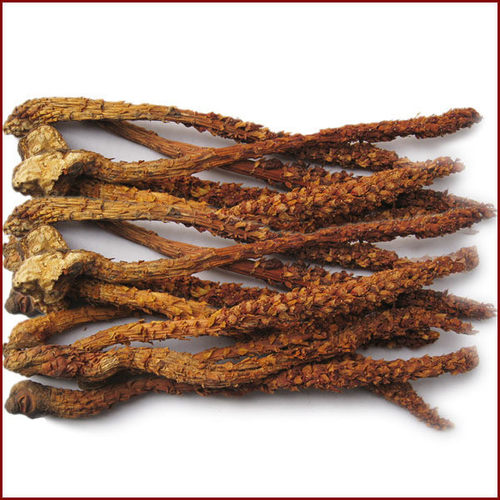 50克包邮 长白山不老草  草苁蓉 泡酒 东北不老草