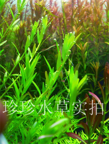 水草绿宫廷 正宗绿宫廷 (100%水中叶)珍珍水草(5枝强光偏红)