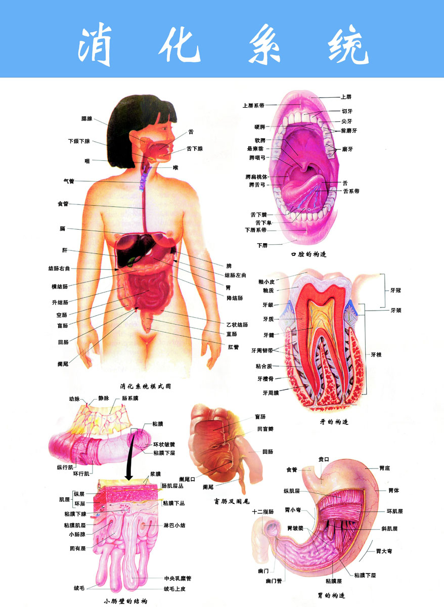 海报印制324系统海报展板素材制作217消化系统挂图(1)