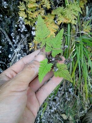 植物蕨类生态缸美观趣味