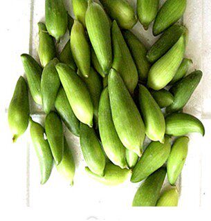 云南小瓜价格 云南小瓜图片 星期三