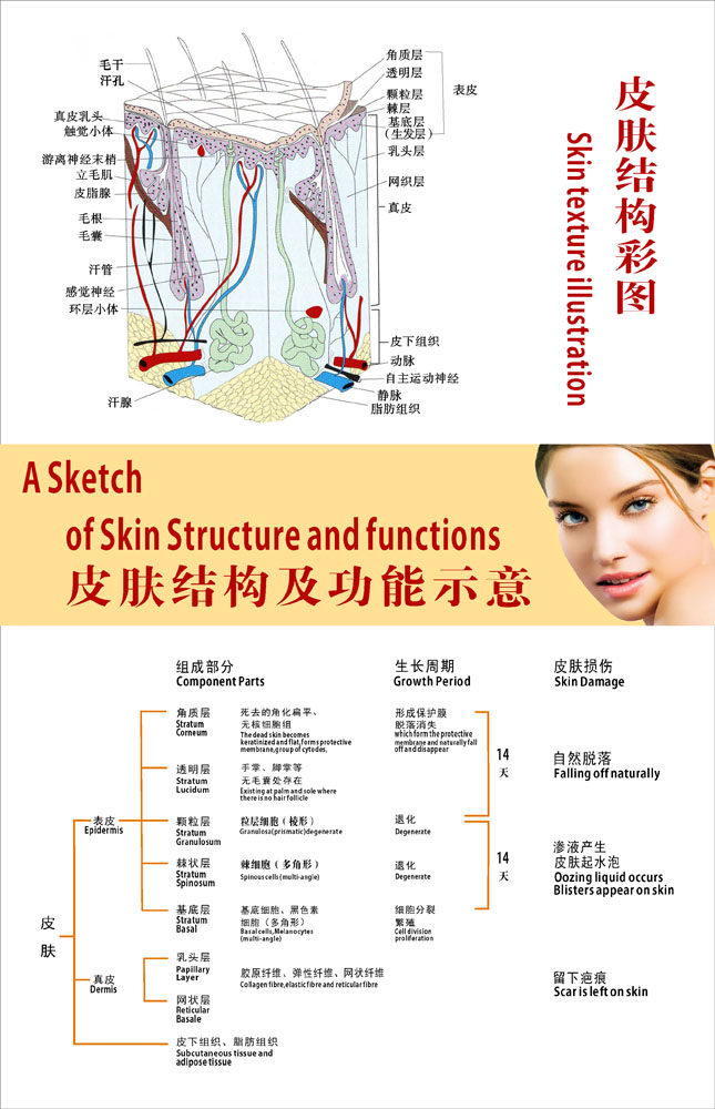 569海报印制海报展板素材1皮肤结构及功能示意图