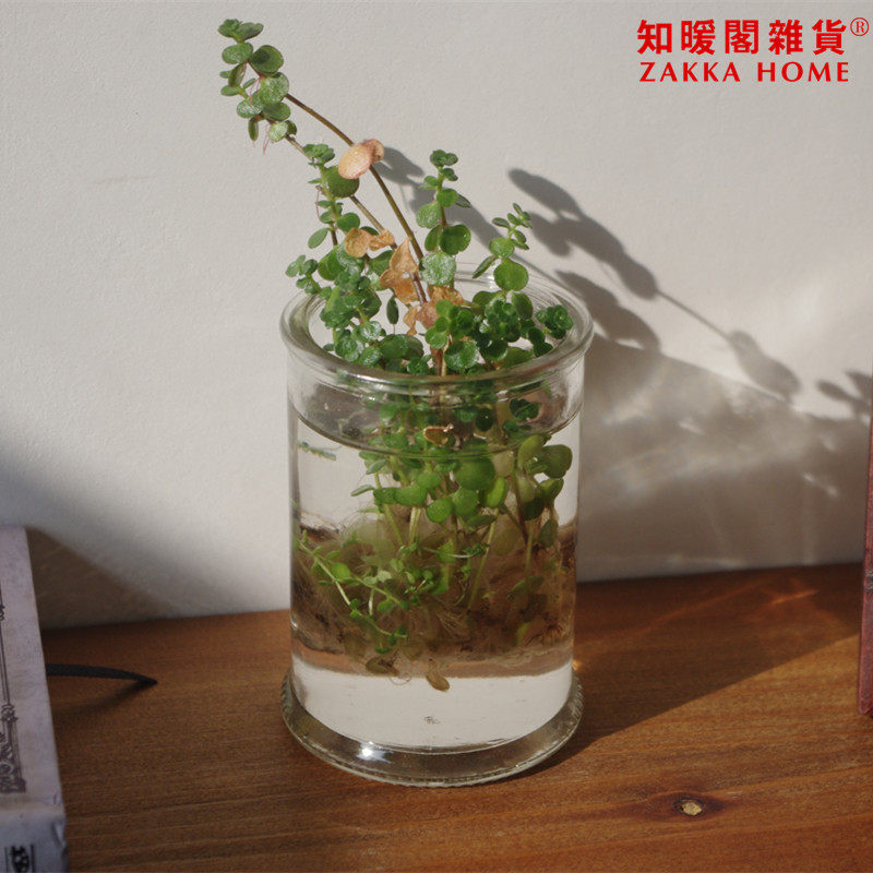 zakka风格 玻璃密封瓶 密封罐 水培花瓶 茶叶罐 拍摄道具