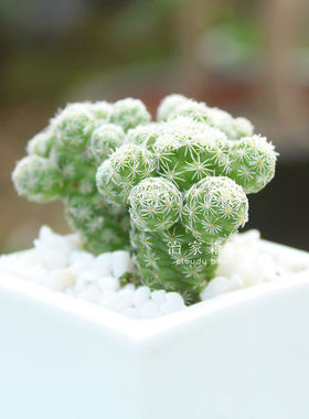 多肉植物白鸟花卉植物盆景绿植